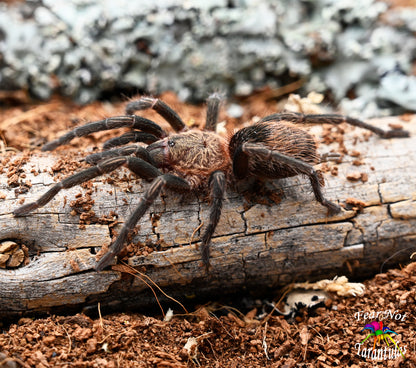 Thrixopelma sp Sullana (Sullana velvet) 1 1/2" - 2"