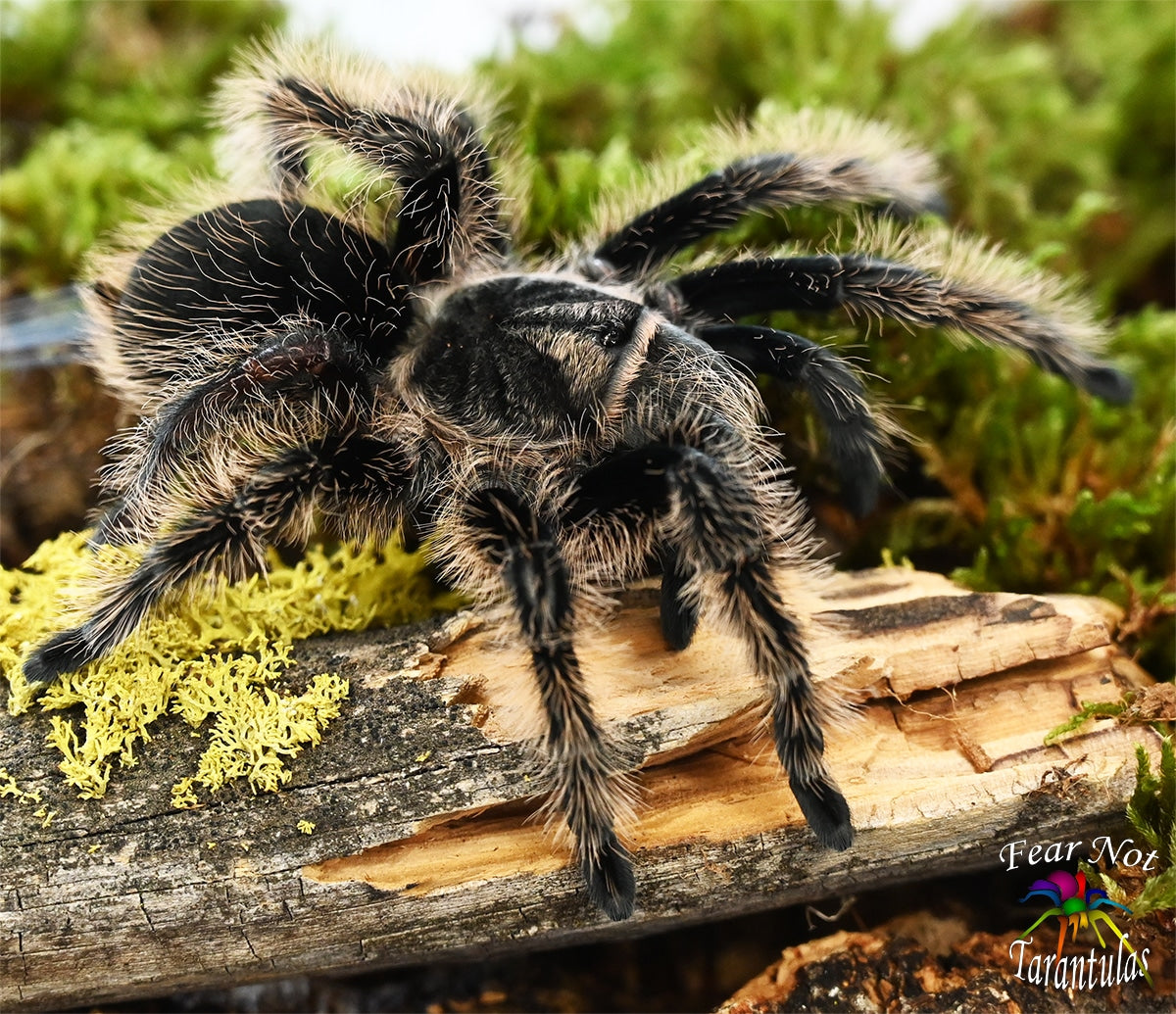 Albo For A Friend! Tlilocatl albopilosus (Curlyhair Tarantula) about 1/3" - 1/2" FREE as a SECOND freebie for orders $100+ ONE per shipment. Through Aug 8th