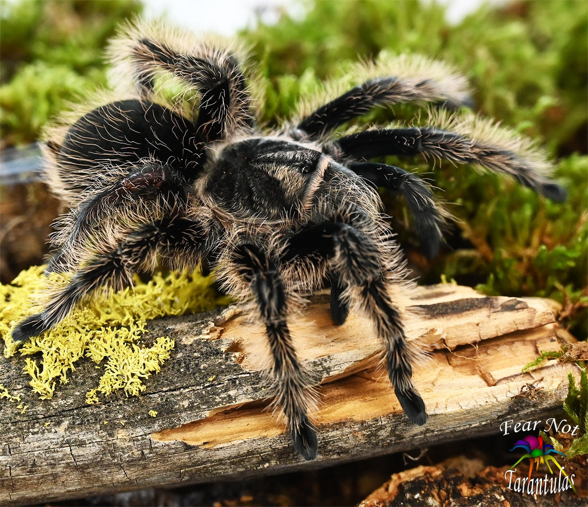 Tliltocatl albopilosus (NICARAGUAN Curly Hair Tarantula) about 1/3" - 1/2"  FREE for orders $50 and over. (after discounts and does not include shipping) One freebie per shipment.