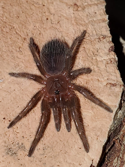 Tliltocatl kahlenbergi (Veracruz Red Rump Tarantula) *Rarely available* about 1/2"