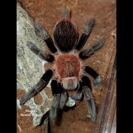 Tliltocatl kahlenbergi (Veracruz Red Rump Tarantula) *Rarely available* about 1/2"