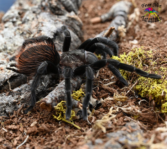 Tliltocatl sabulosus (Guatemalan Redrump Tarantula) about 1/2"  FREE for orders $75 and over. (after discounts and does not include shipping) One freebie per shipment.