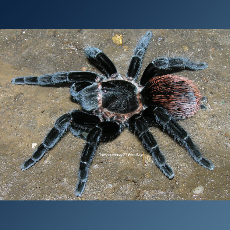 Tliltocatl vagans (Mexican Redrump Tarantula) was Brachypelma around 1 1/2" - 1 3/4" Showing adult coloration!🕷️🕷️👀👀