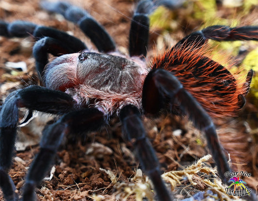 Tliltocatl vagans (Mexican Redrump Tarantula) was Brachypelma around 1 1/2" - 1 3/4" Showing adult coloration!🕷️🕷️👀👀