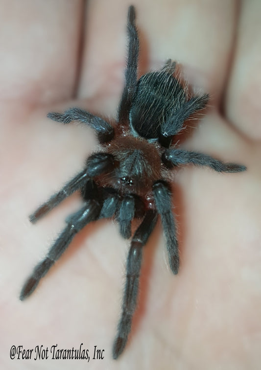 Tliltocatl vagans (Mexican Redrump Tarantula) UNSEXED 1 1/4" - 1 1/2" Beautiful spiderlings with some adult coloration!