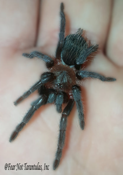 Tliltocatl vagans (Mexican Redrump Tarantula) was Brachypelma around 1 1/2" - 1 3/4" Showing adult coloration!🕷️🕷️👀👀