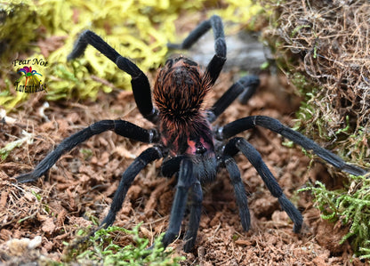 Xenesthis immanis (Colombian Lesserblack Tarantula) about  2" - 2 1/2"