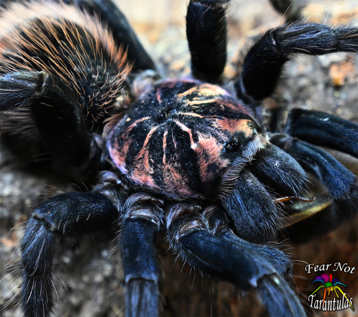 Xenesthis sp Blue (Columbian Lesserblue Tarantula) about 3" UNSEXED