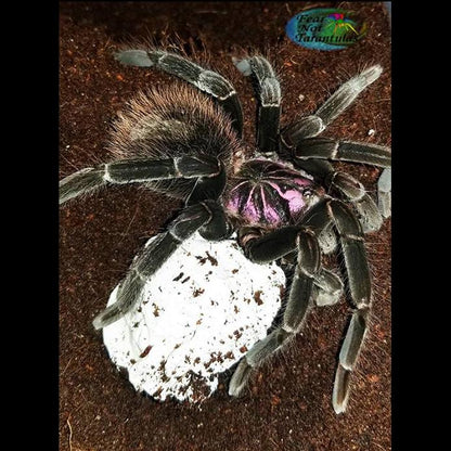 Xenesthis sp. "megascopula"  4 1/2"- 5" Juvenile 💙Male💙 *IN STORE ONLY*