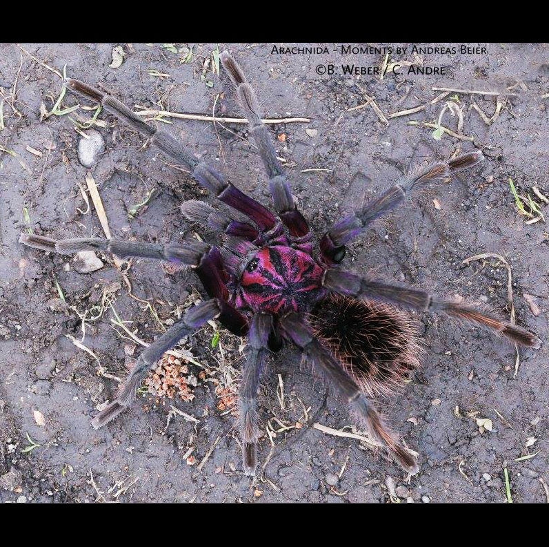 Xenesthis sp. white Tarantula about 3" IN STORE ONLY