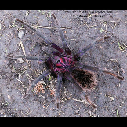 Xenesthis sp. white Tarantula about 3" IN STORE ONLY