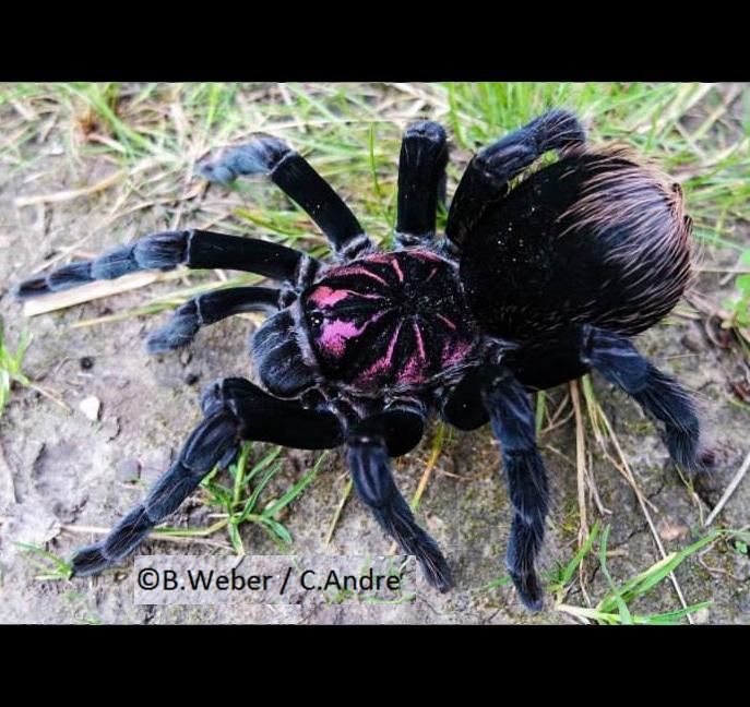 Xenesthis sp bright Tarantula AROUND 3" UNSEXED JUVENILE IN STORE ONLY