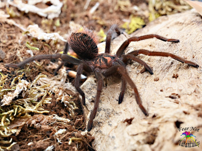 Xenesthis sp bright Tarantula AROUND 3" UNSEXED JUVENILE IN STORE ONLY