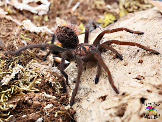 Xenesthis sp bright Tarantula AROUND 3" UNSEXED JUVENILE IN STORE ONLY