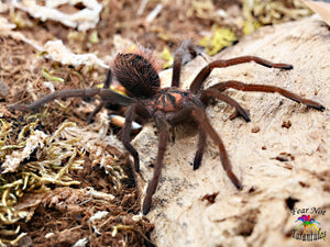 Xenesthis sp bright Tarantula AROUND 3" UNSEXED JUVENILE
