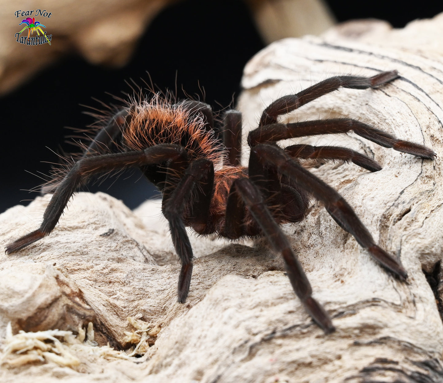 Xenesthis sp. tenebris Tarantula 5" 💙MALE💙 *IN STORE ONLY*