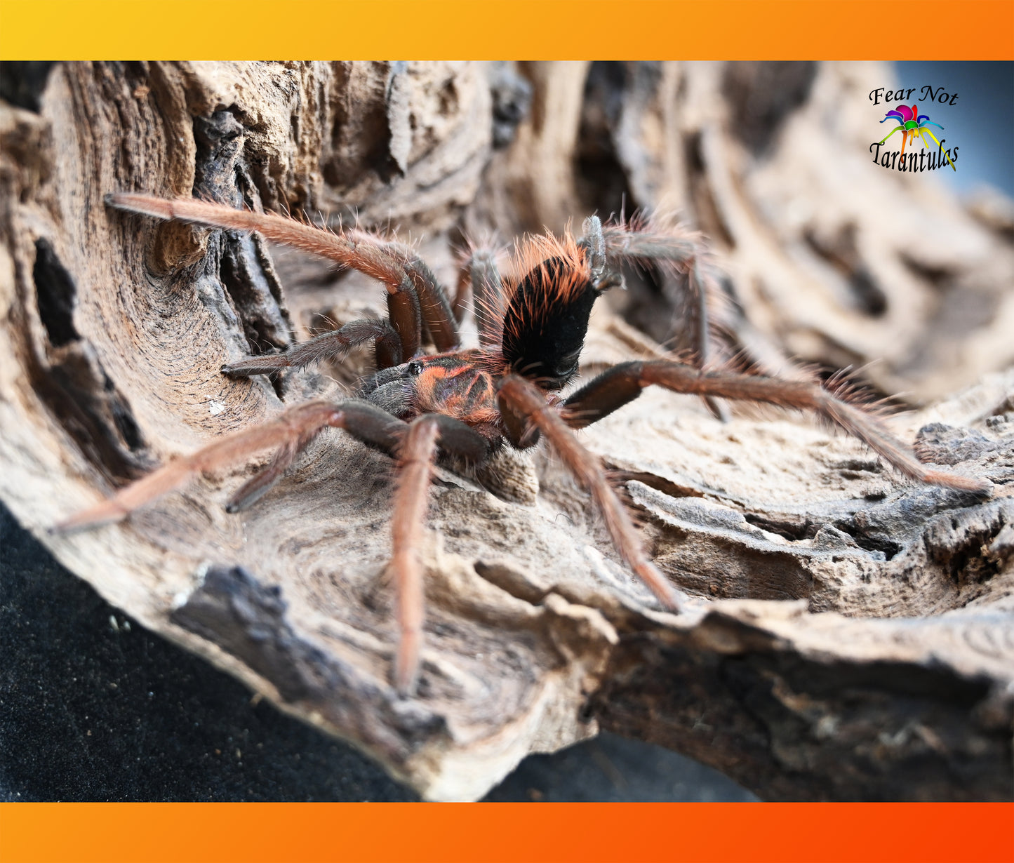 Xenesthis sp. white Tarantula about 3" IN STORE ONLY