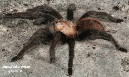 Aphonopelma hentzi (Texas Brown Tarantula) at or very nearly 1/2"