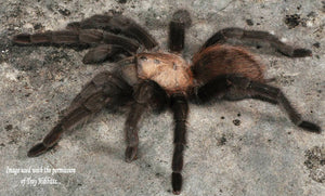 Aphonopelma hentzi (Texas Brown Tarantula) about  1/2" COMING SOON! SIGN UP FOR AN EMAIL ALERT