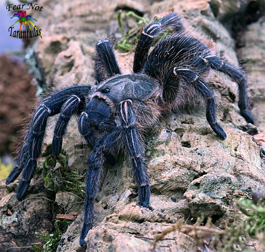 Aphonopelma seemanni (Costa Rican Zebra, Stripe Knee Tarantula) about 1/2" - 3/4" Unsexed FREE for orders $100 and over! (after discounts and does not include shipping) One freebie per shipment.