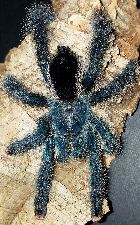 Avicularia metallica (Metallic Pink Toe) about 1/2" - 3/4"