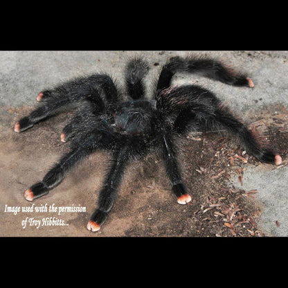 Avicularia avicularia (Guyan Pinktoe Tarantula) about 1/2" - 3/4" COMING SOON! SIGN UP FOR AN EMAIL ALERT