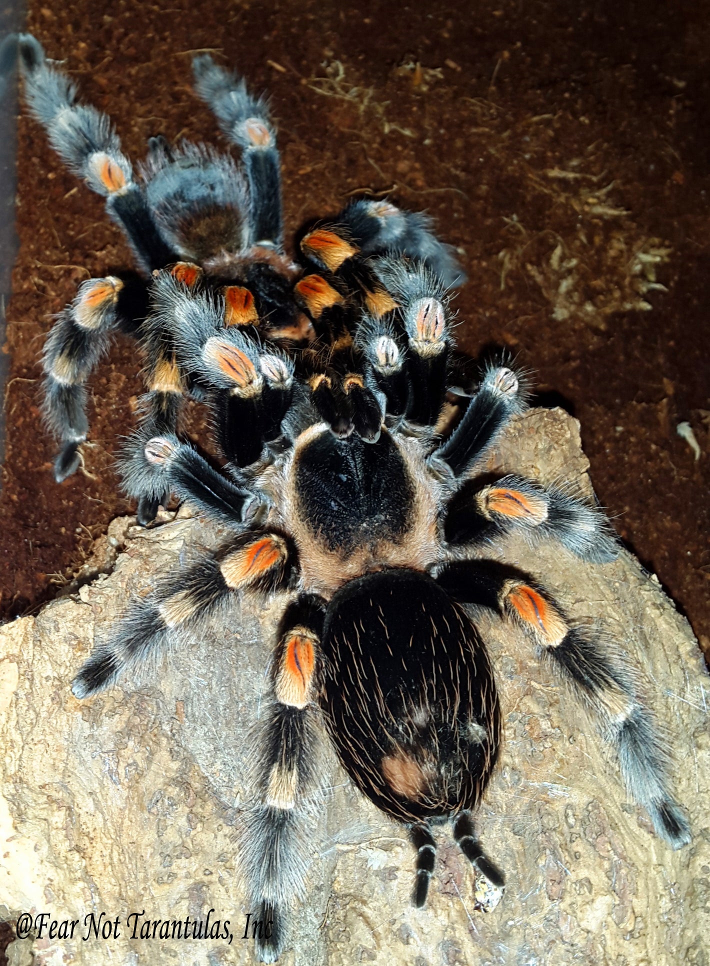 Brachypelma hamorii (Mexican Redknee Tarantula) about 1" - 1 1/4" showing some coloration!