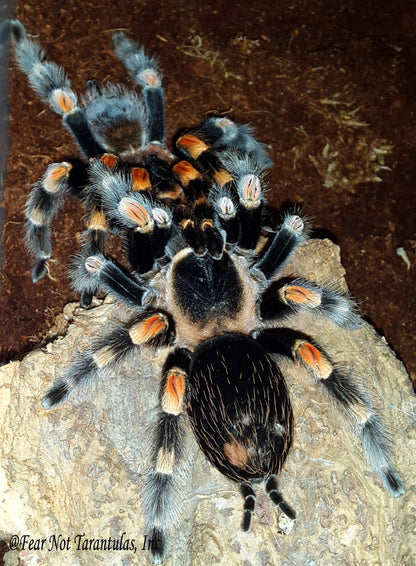 Brachypelma hamorii (Mexican Redknee Tarantula) about 1" - 1 1/4" showing some coloration!