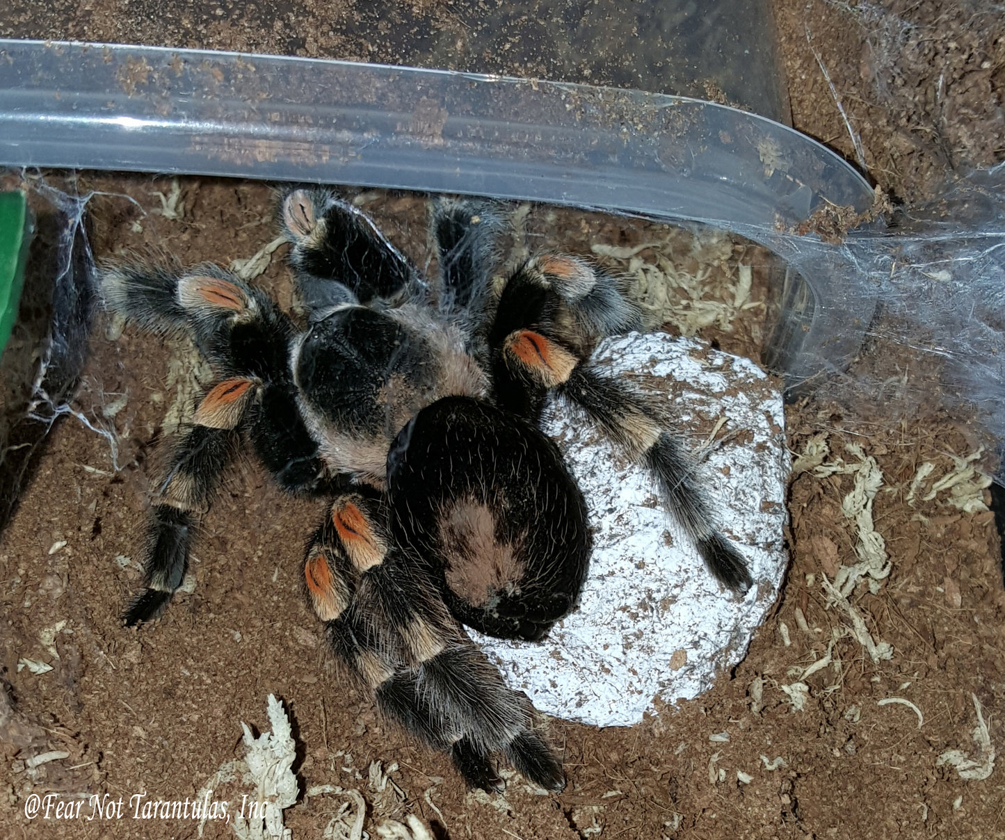 Brachypelma hamorii  (Mexican Redknee Tarantula) about 2" - 2 1/2" IN STORE ONLY AT THIS TIME