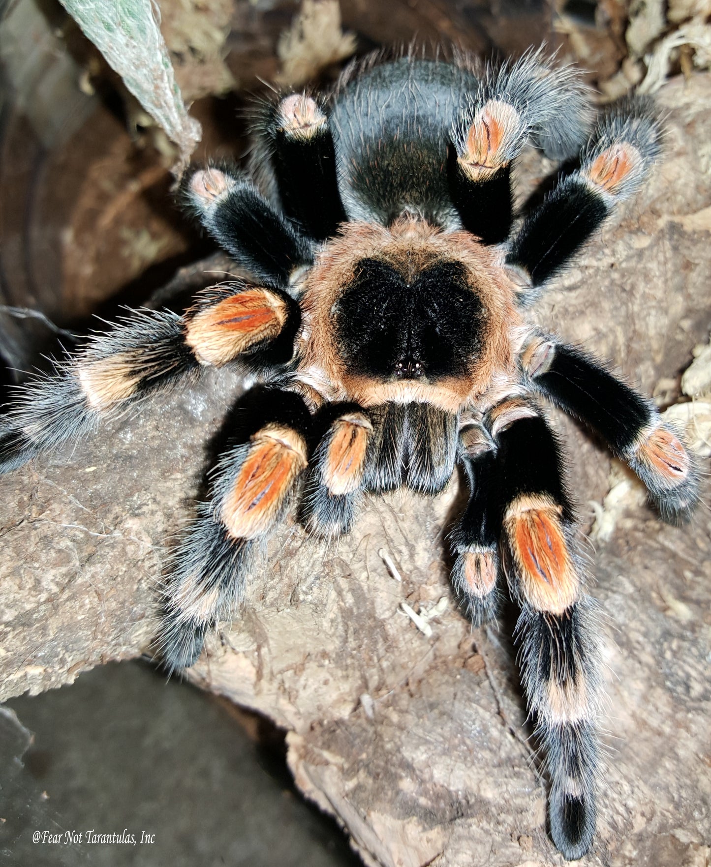 Brachypelma hamorii (Mexican Redknee Tarantula) about 1/2"