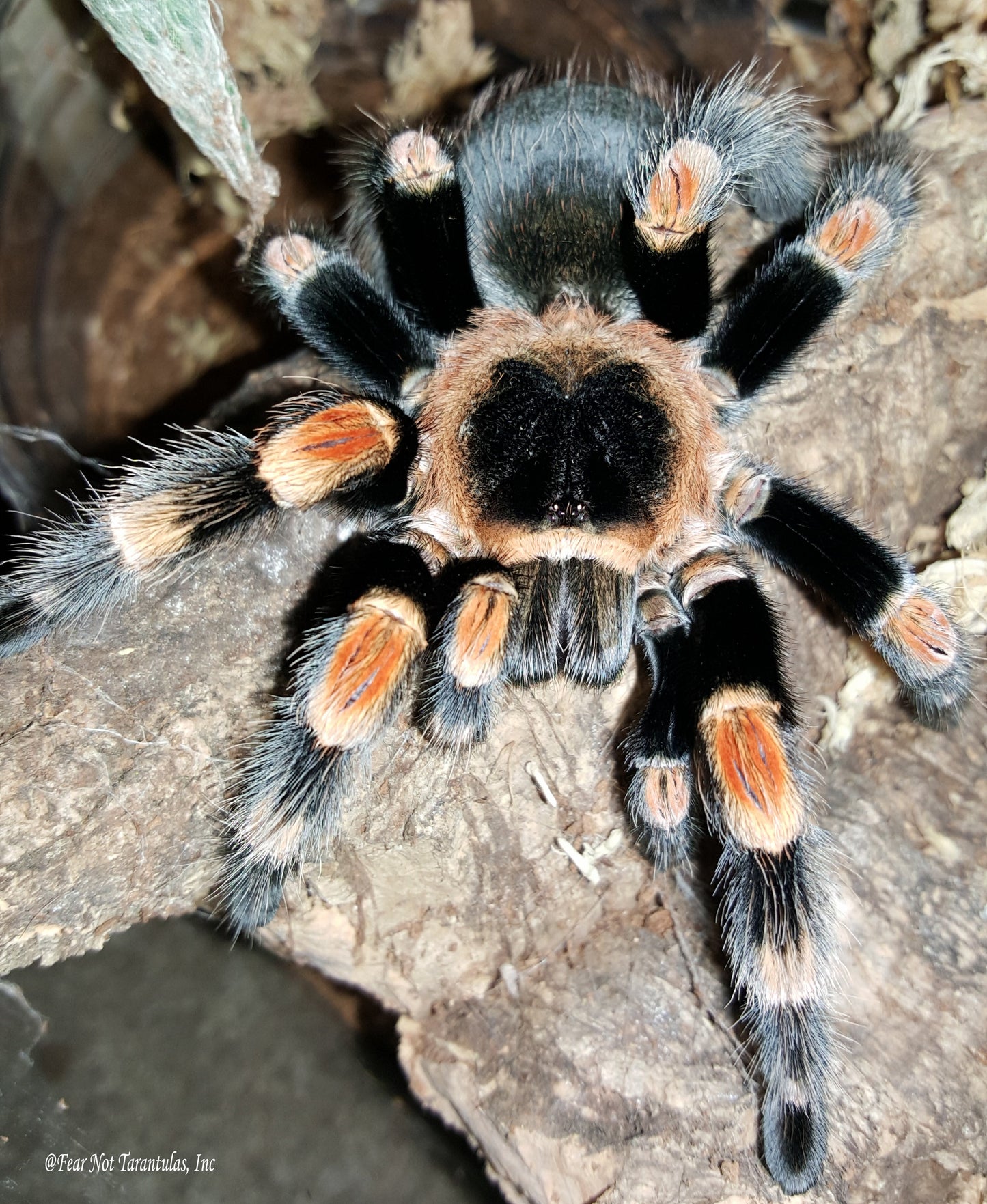 Brachypelma hamorii (Mexican Redknee Tarantula) about 1" - 1 1/4" showing some coloration!