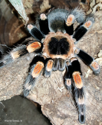 Brachypelma hamorii (Mexican Redknee Tarantula) about 1" - 1 1/4" showing some coloration!