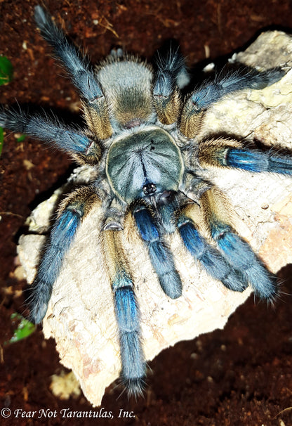 Monocentropus balfouri (Socotra Island Blue Baboon) 1" - 1 3/4" *** IN STORE ONLY DUE TO PREMOLT AS OF 8/18 ***