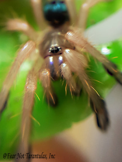 Ephebopus cyanognathus (Blue Fang Tarantula) about 3/4" - 1" Nicely sized!