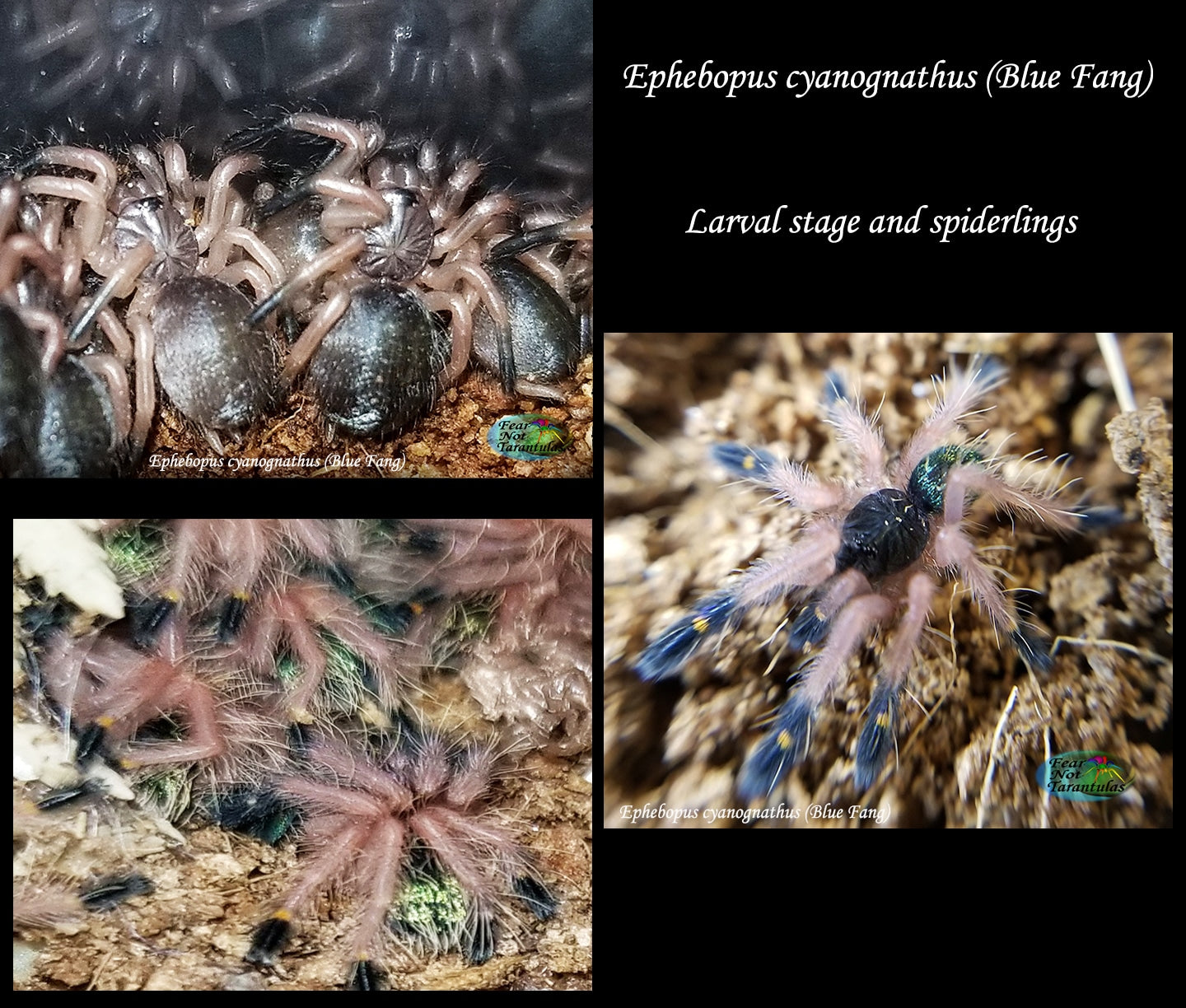 Ephebopus cyanognathus (Blue Fang Tarantula) about 3/4" - 1" Nicely sized!