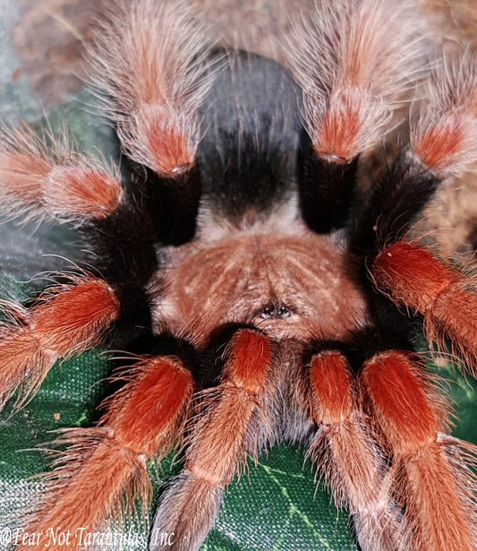 Brachypelma boehmei (Mexican Fireleg) Juvenile 💙MALE💙 about 3"