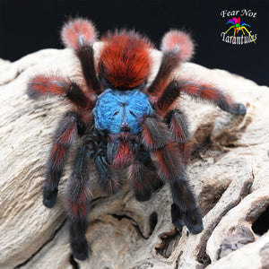 Caribena versicolor (Antilles Pinktoe Tarantula) about 1/2" - 3/4" COMING SOON! SIGN UP FOR AN EMAIL ALERT!  *PLEASE SEE OUR TIPS FOR KEEPING THIS SPECIES UNDER THE DESCRIPTION.