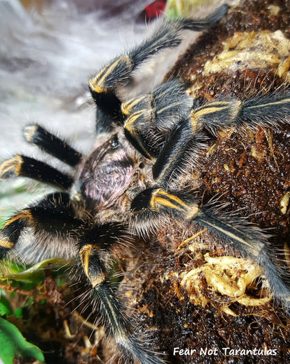 Grammostola pulchripes (Chaco Golden Knee) about 1"🕷️🕷️👀👀  Has stripes on legs!