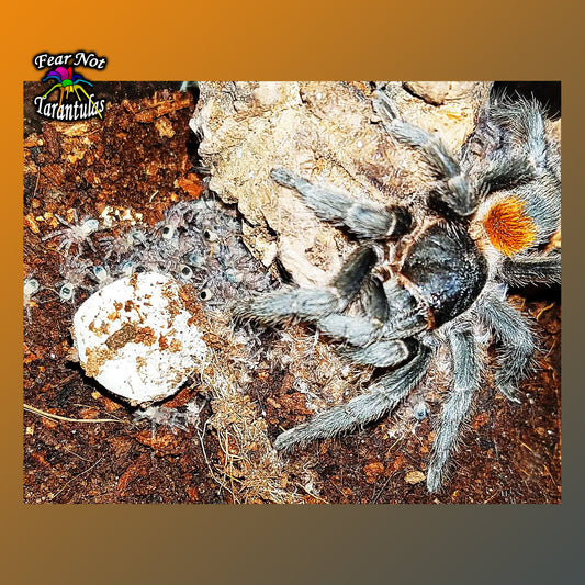 Homoeomma chilense  (Chilean Flame Tarantula)  about 1/4" INCLUDES HABITAT!