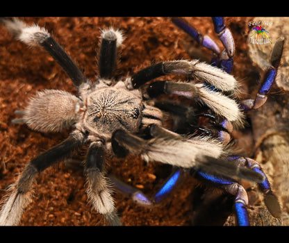 Chilobrachys natanicharum  (Electric Blue Tarantula) about  3/4" FREE for orders $200 and over. (after discounts and does not include shipping) One freebie per shipment.
