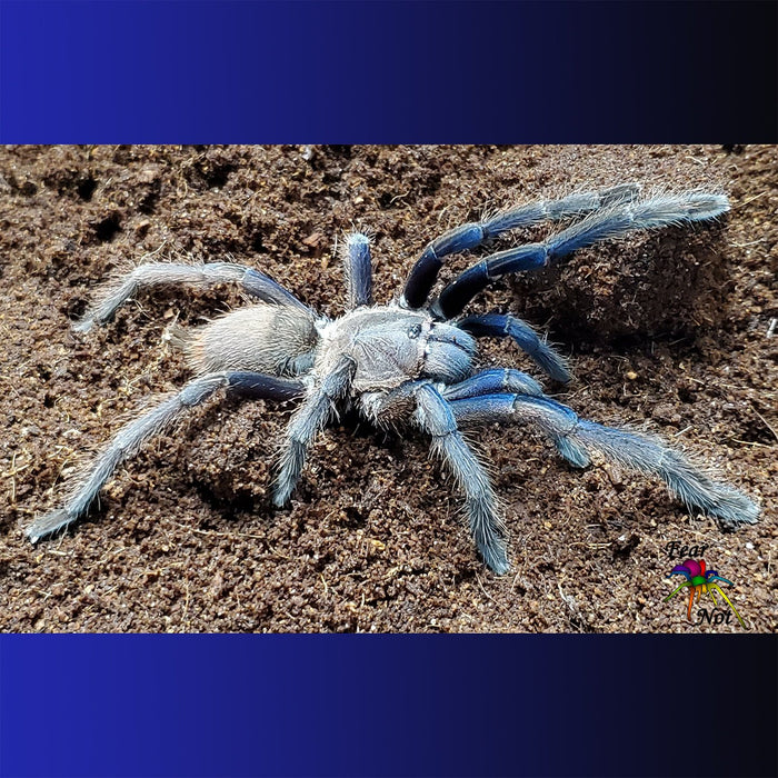 Chilobrachys dyscolus (Vietnamese blue) about 1 1/2" +