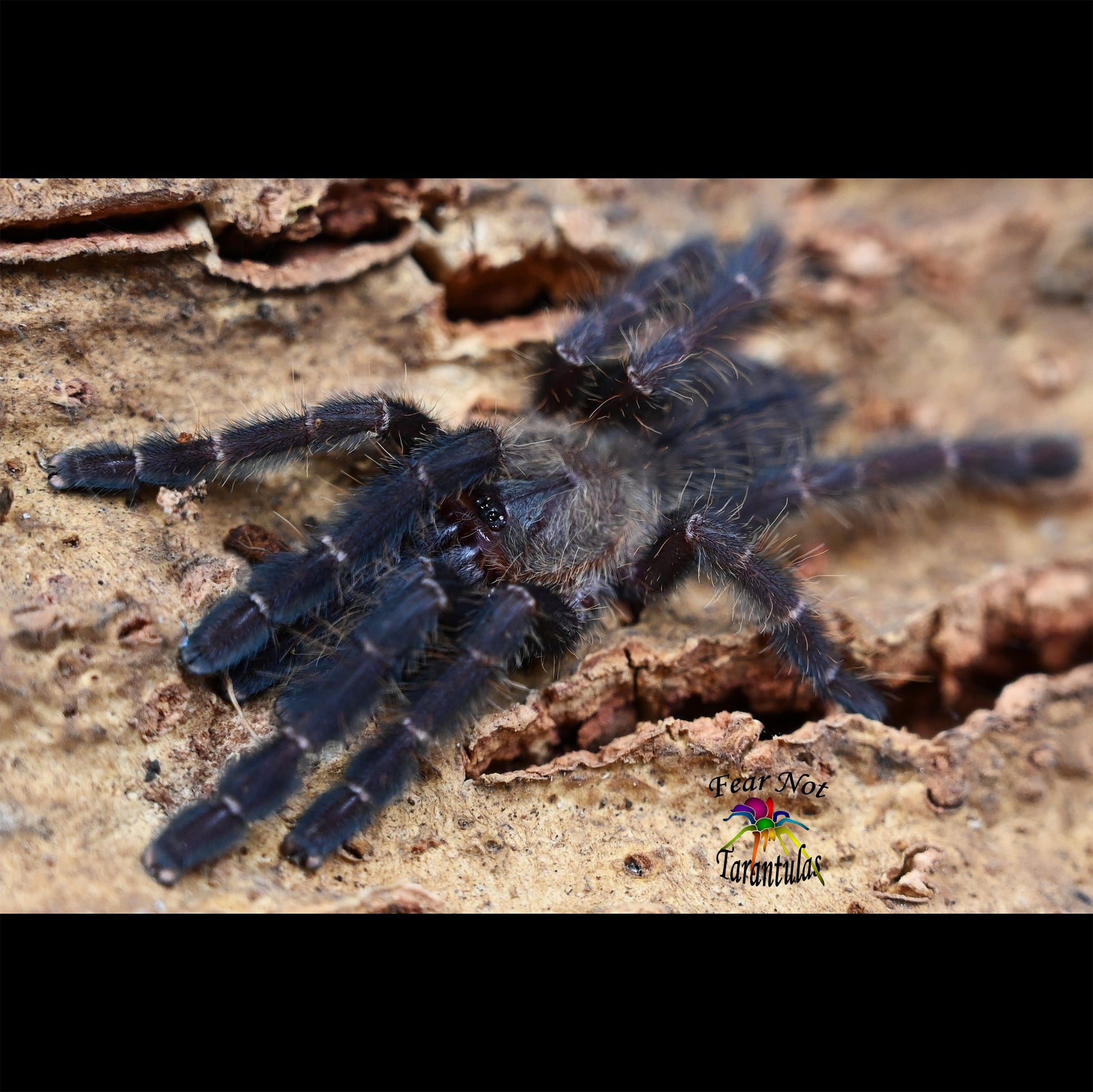 Striking violet color on this Cyriopagopus sp. hati hati, or the Sulawesi Violet Tarantula