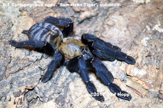 Omothymus (aka Cyriopagopus) sp. Sumatran Tiger Tarantula about 1 1/4" - 1 1/2"