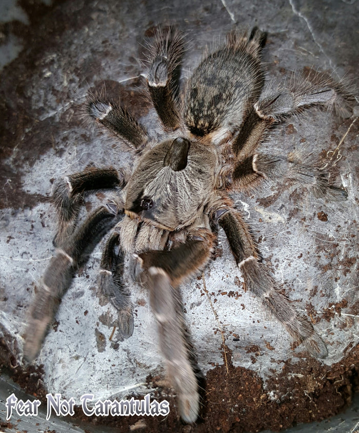 Ceratogyrus darlingi (Rear Horned Baboon Tarantula) about 3/4" FREE for orders $100 and over! (after discounts and does not include shipping) One freebie per shipment.