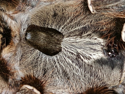 Ceratogyrus darlingi (Rear Horned Baboon Tarantula) around 1/2" - 3/4"  FREE for orders $150.00 and over. (after discounts and does not include shipping) One freebie per shipment