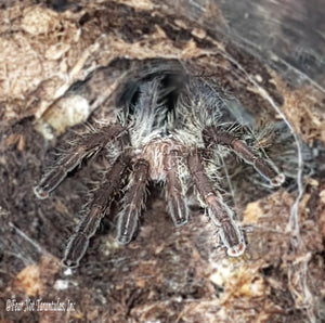 Ceratogyrus darlingi (Rear Horned Baboon Tarantula) around 3/4" - 1" FREE for orders $125.00 and over. (after discounts and does not include shipping) One freebie per shipment