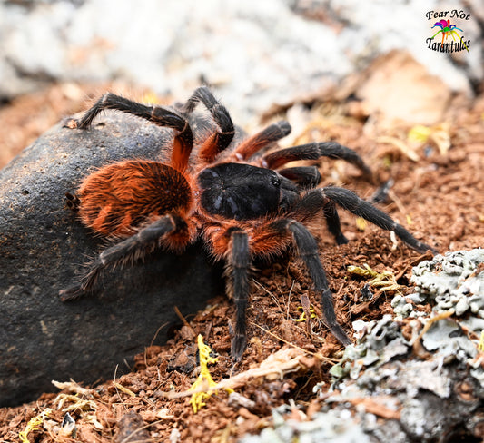 Davus sp. Panama  (Lava Tarantula) very nearly or right at  about 1/2" - 3/4" **IN STORE ONLY DUE TO PREMOLT 3/30**