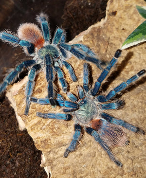 Dolichothele diamantinensis (Brazilian Blue Dwarf Beauty Tarantula)  about 1/2" - 3/4"