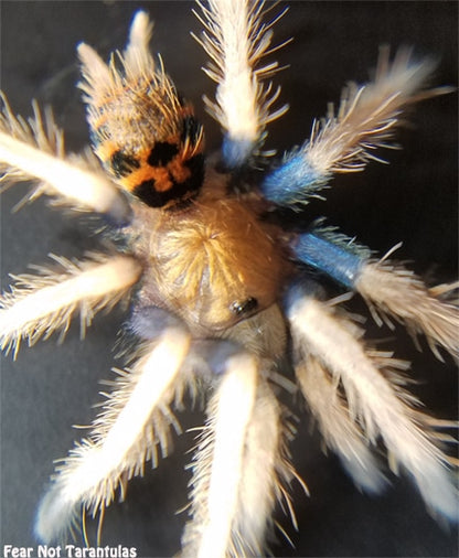 Chromatopelma cyaneopubescens (Green BottleBlue, GBB Tarantula)  about 1 1/2" FREE for orders $450 and over!  (after discounts and does not include shipping) One freebie per shipment.