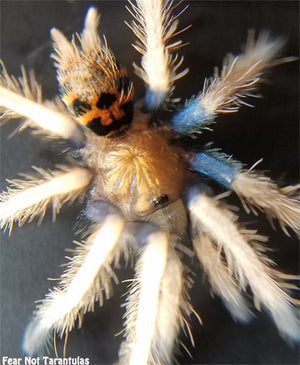 Chromatopelma cyaneopubescens (Green BottleBlue, GBB Tarantula)  3/4" - 1" FREE for orders $375 and over!  (after discounts and does not include shipping) One freebie per shipment.